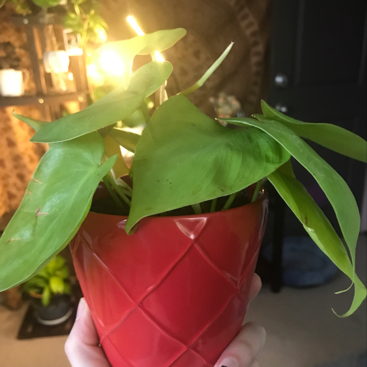 Philodendron Lemon Lime plant in a red pot, held by a hand, with vibrant green leaves.