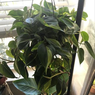 Heartleaf Philodendron plant in Columbia, South Carolina