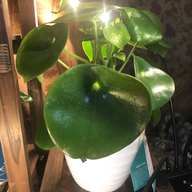 Raindrop Peperomia plant in a white pot with vibrant green leaves.