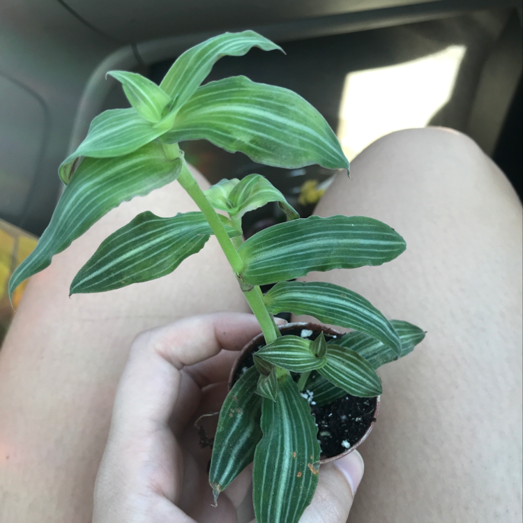Close-up of a hand holding a healthy young small-leaf spiderwort plant with vibrant green striped leaves in a small nursery pot.