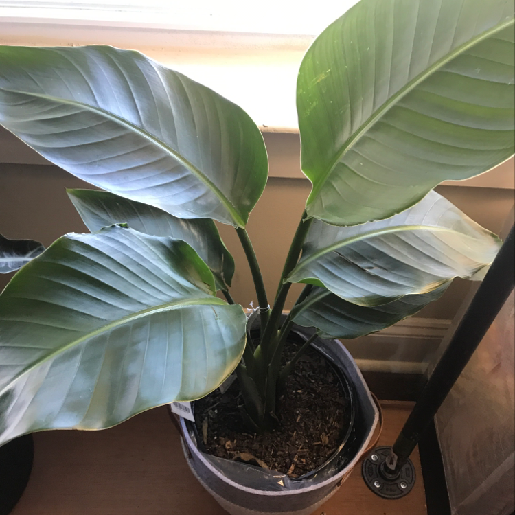 Healthy, thriving White Bird of Paradise plant with large, glossy green leaves, well-focused in image.