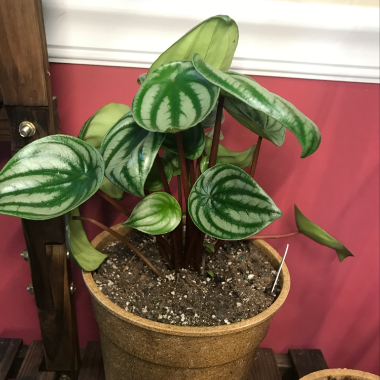 Healthy Watermelon Peperomia plant in a pot with vibrant patterned leaves.
