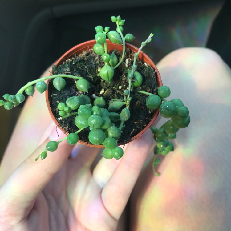 A healthy String of Pearls plant in a small pot, held by a hand.