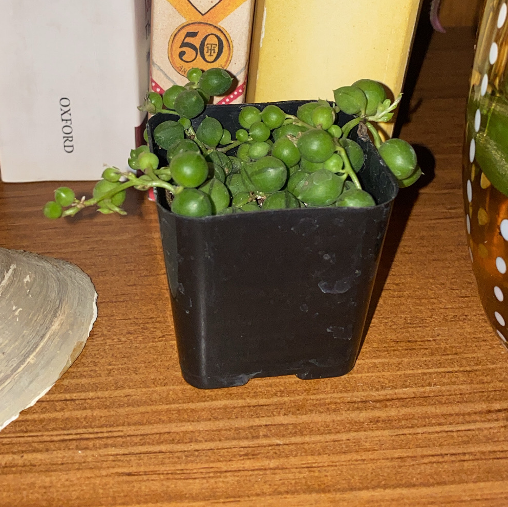 String of Pearls plant photo by Likuna named Vermy on Greg, the plant care app.