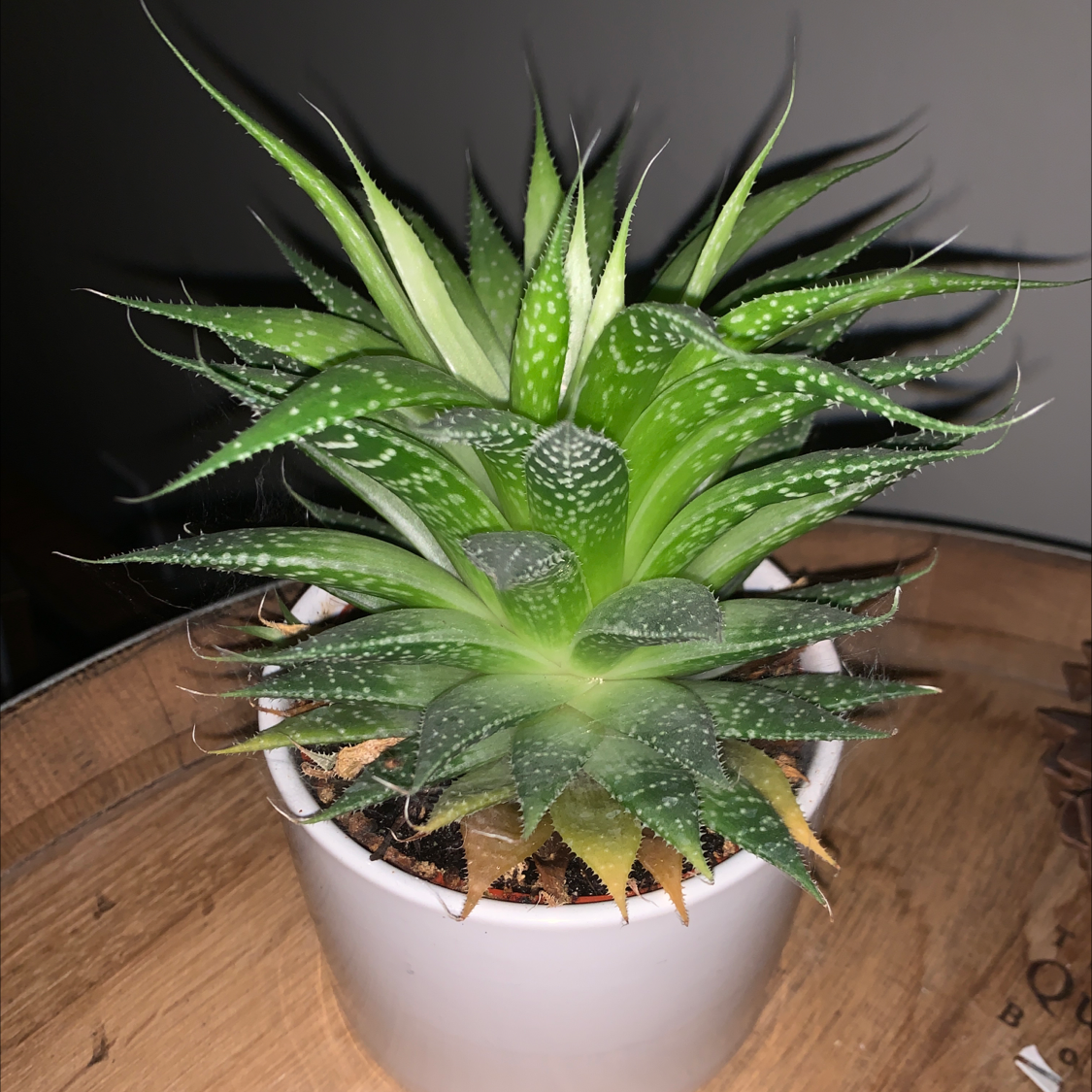 Lace Aloe plant in a white pot with some yellowing and browning leaves.