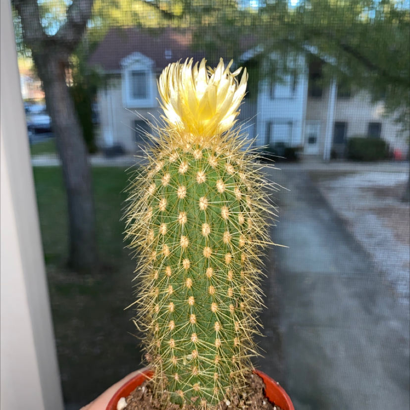 Golden Torch plant photo by @caroljackson named Desie on Greg, the plant care app.