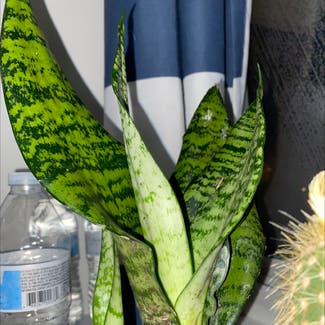 Snake Plant plant in Coram, New York