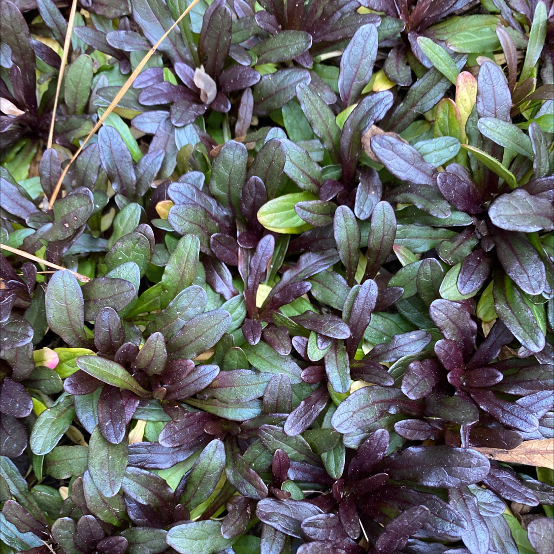 Dense cluster of Blue Bugle (Ajuga reptans) with dark green and purple leaves.