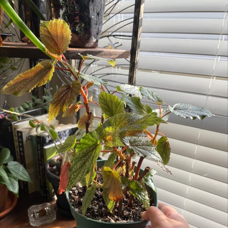 Photo of the plant species Cane Begonia by @Aylha named Pink Panther on Greg, the plant care app