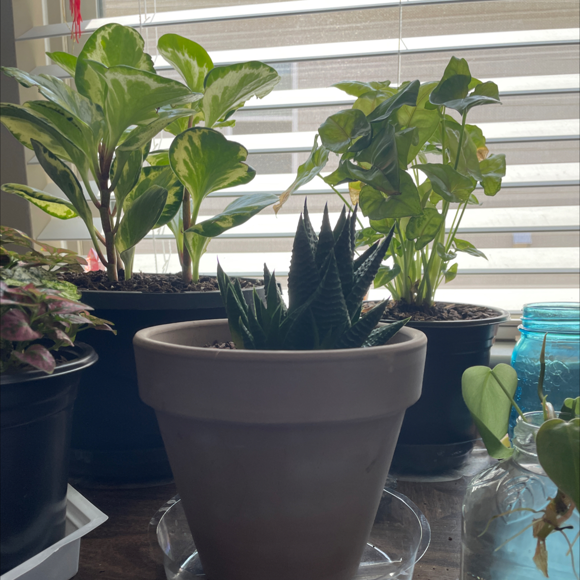 Zebra Plant plant photo by @Aylha named Drac on Greg, the plant care app.