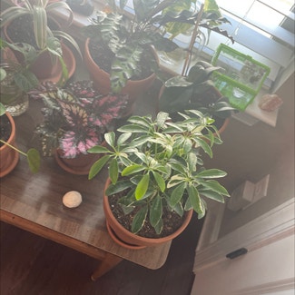 Variegated Dwarf Umbrella Tree plant in Somewhere on Earth