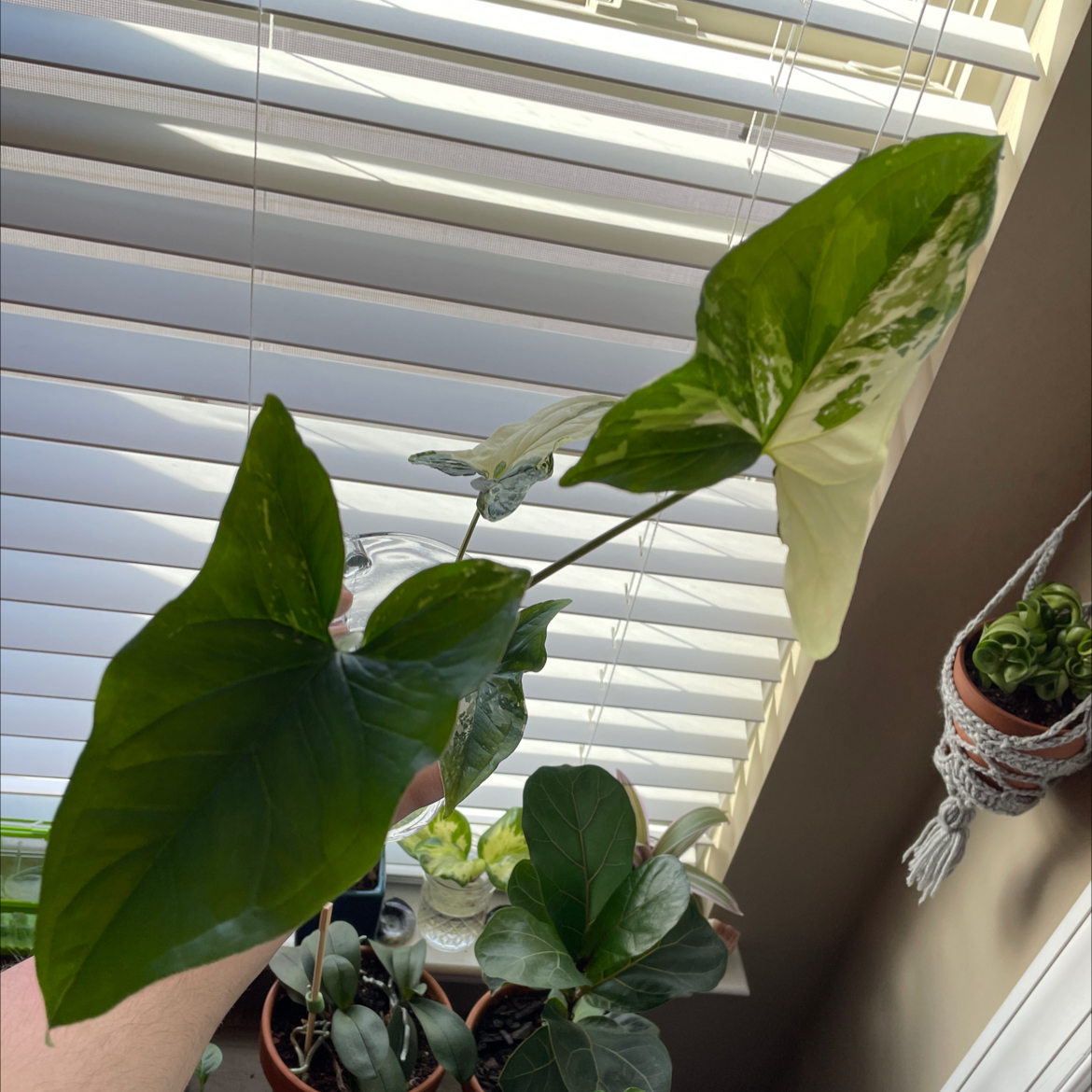 Variegated Arrowhead Vine plant photo by @Aylha named Stella on Greg, the plant care app.