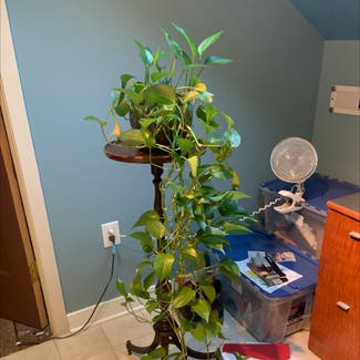 Golden Pothos plant in River Forest, Illinois
