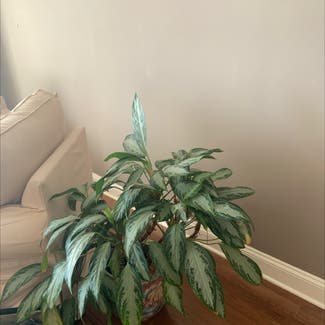 Chinese Evergreen plant in River Forest, Illinois