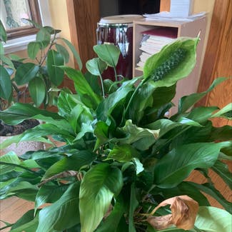 Peace Lily plant in River Forest, Illinois