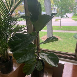 Fiddle Leaf Fig plant in River Forest, Illinois