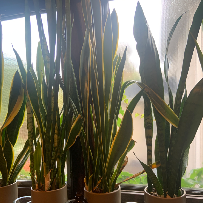 Snake Plant plant photo by @KTplantmama named Spike Leaves on Greg, the plant care app.