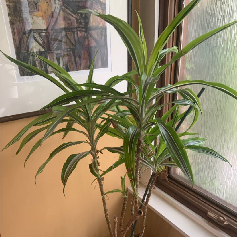 Cornstalk Dracaena plant photo by @KTplantmama named Planty on Greg, the plant care app.