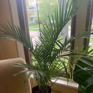 Kentia Palm plant photo by @KTplantmama named Hemingway on Greg, the plant care app.