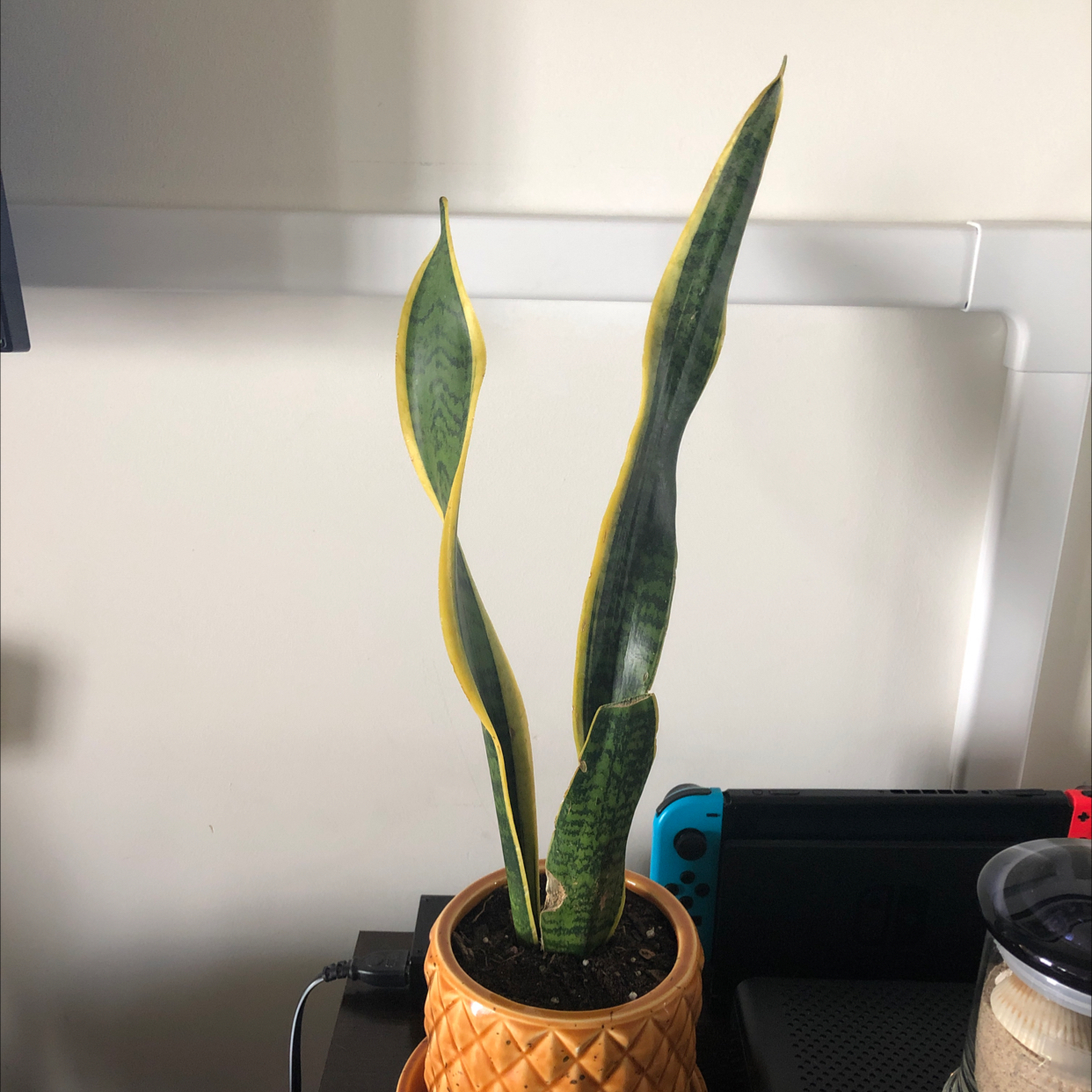 Snake Plant plant photo by @SleepyAg named Luna on Greg, the plant care app.