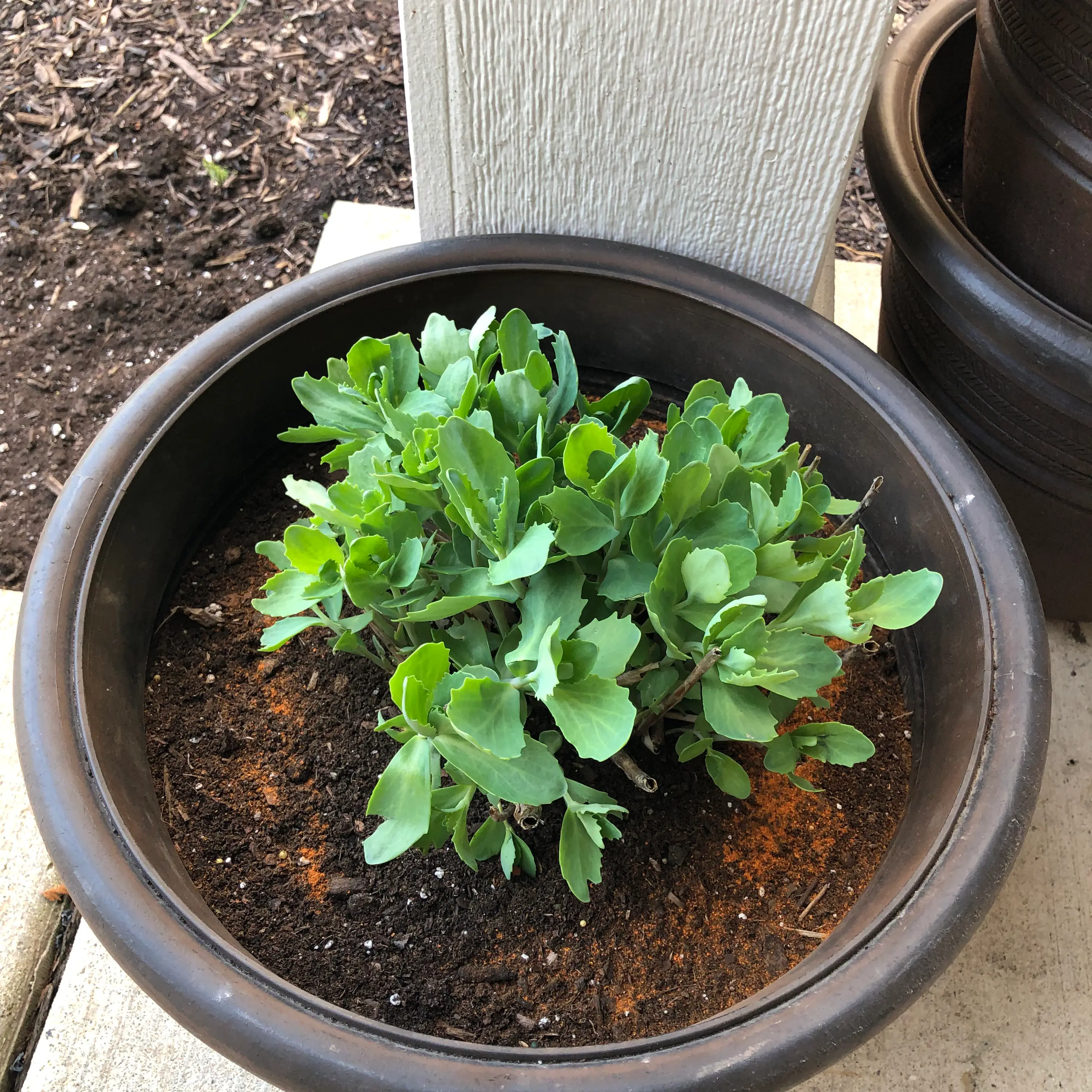 Healthy Showy Stonecrop succulent plant with vibrant green leaves growing in a dark plastic pot filled with soil.