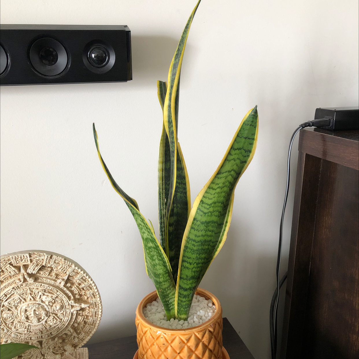 Snake Plant plant photo by @SleepyAg named da Vinci on Greg, the plant care app.