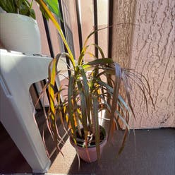 Dracaena 'Ray of Sunshine' plant