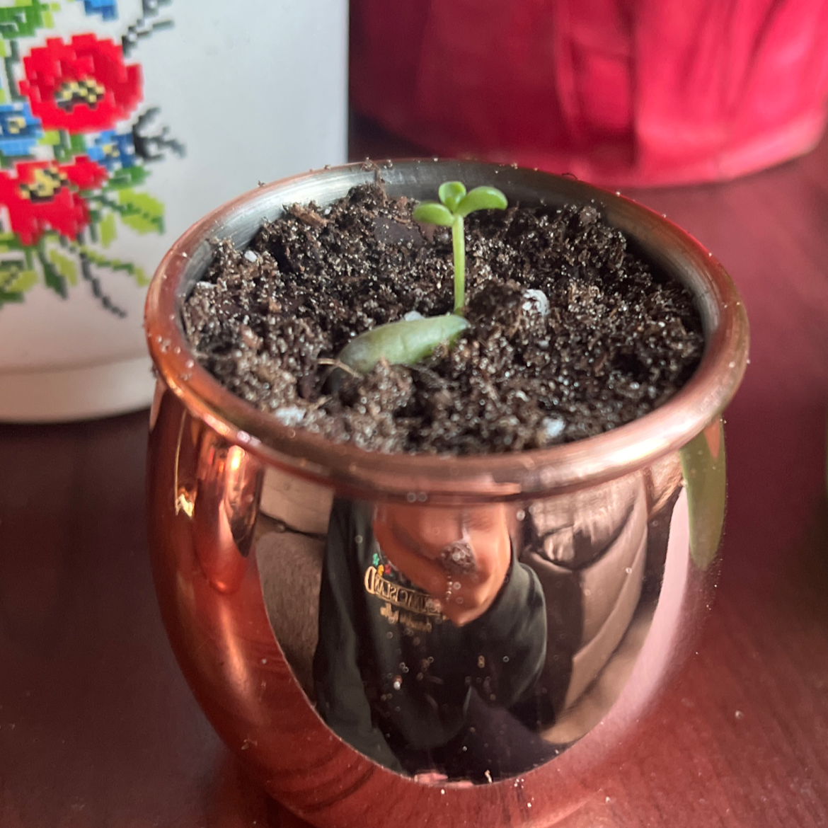 Young Graptosedum 'California Sunset' plant in a metallic pot with visible soil.