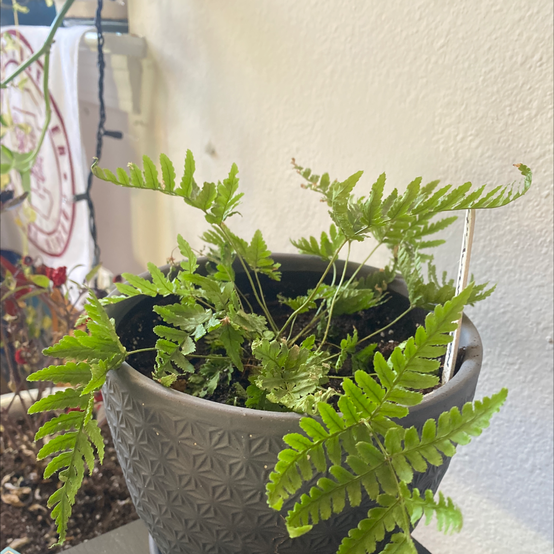 Healthy Autumn Fern in a decorative pot with vibrant green fronds.