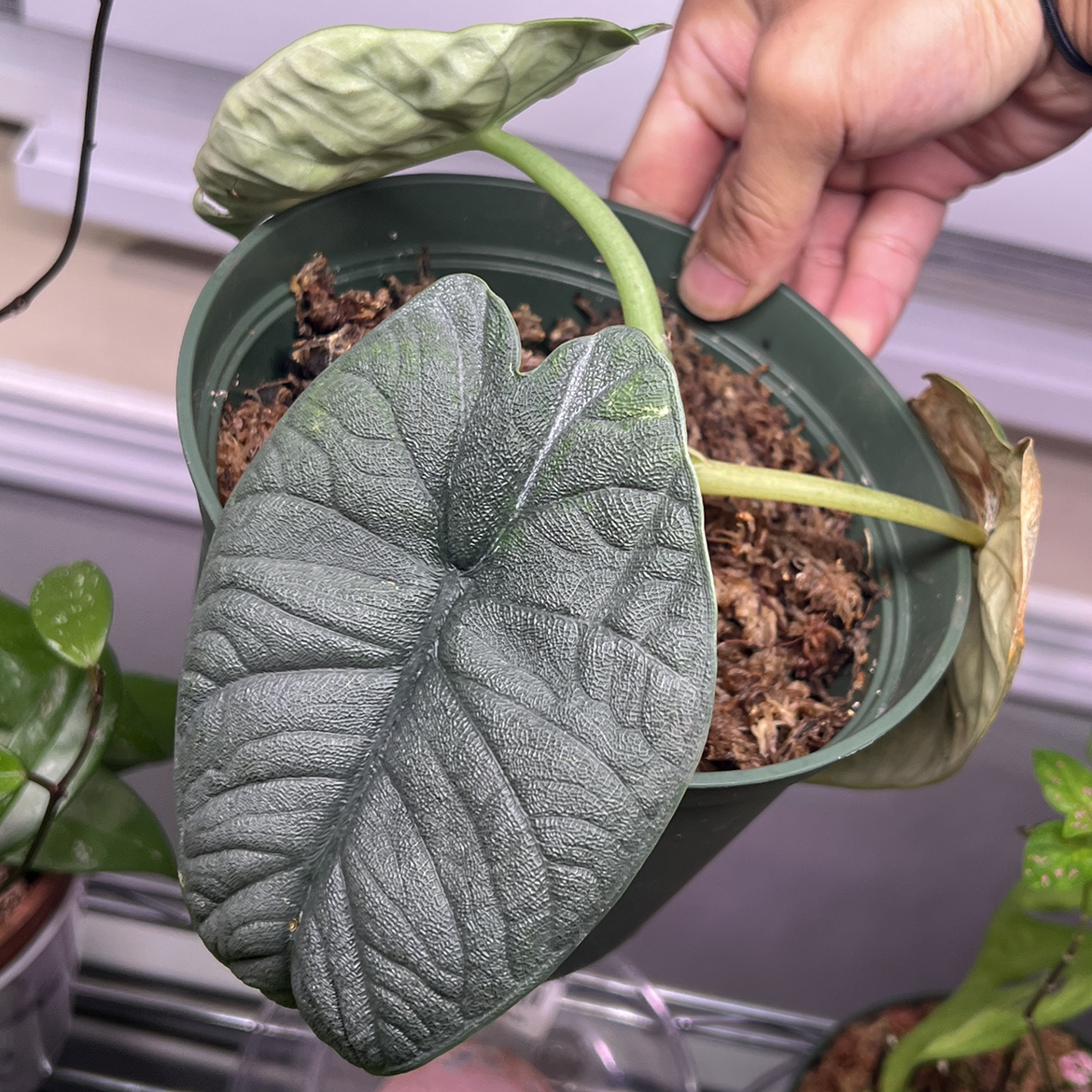 Chinese Taro plant photo by @JungleTzar named Ares on Greg, the plant care app.