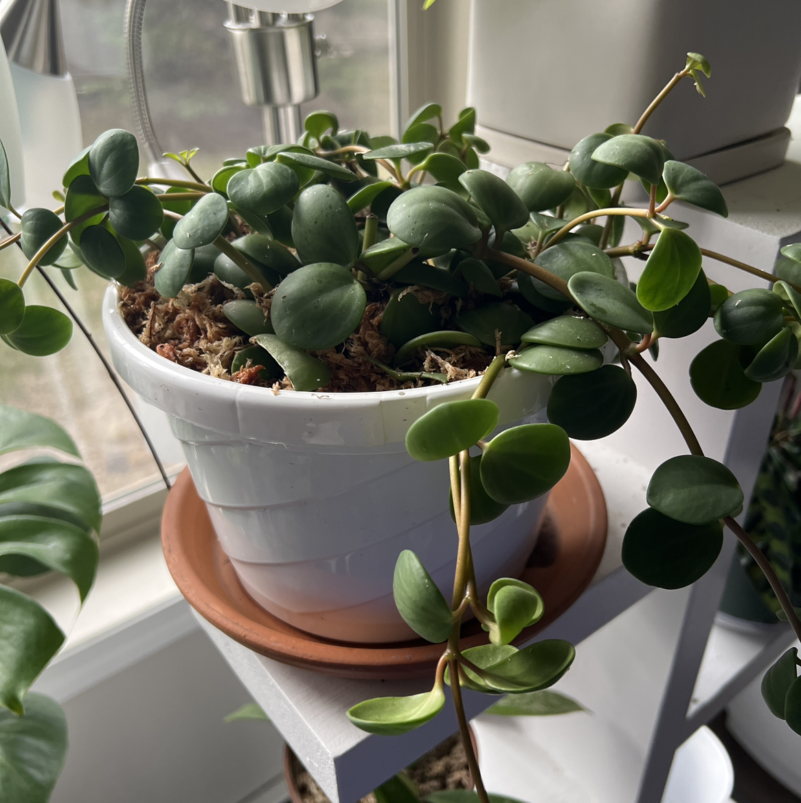 Peperomia 'Hope' plant photo by @JungleTzar named Eros on Greg, the plant care app.