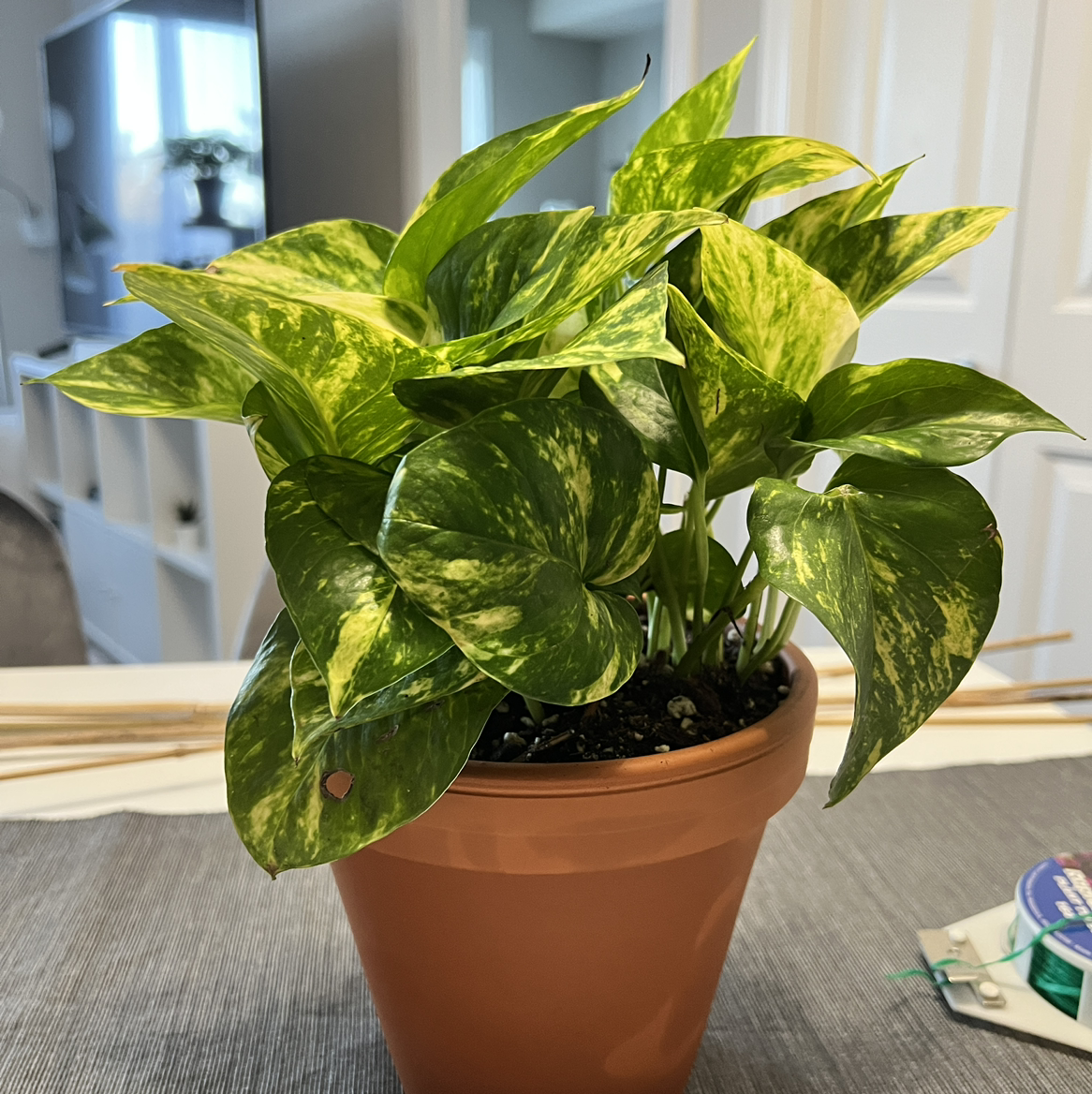 Taro Vine plant photo by @JungleTzar named Artemis on Greg, the plant care app.