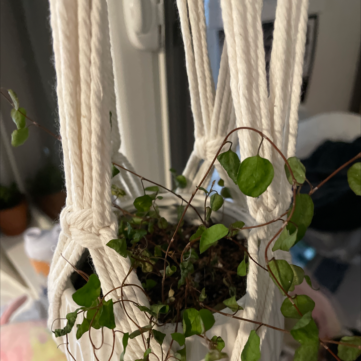 Sprawling Wirevine plant in a hanging pot with visible soil and green leaves.
