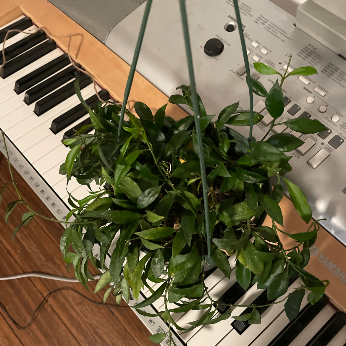 Hoya lacunosa plant hanging over a keyboard, with healthy green leaves.
