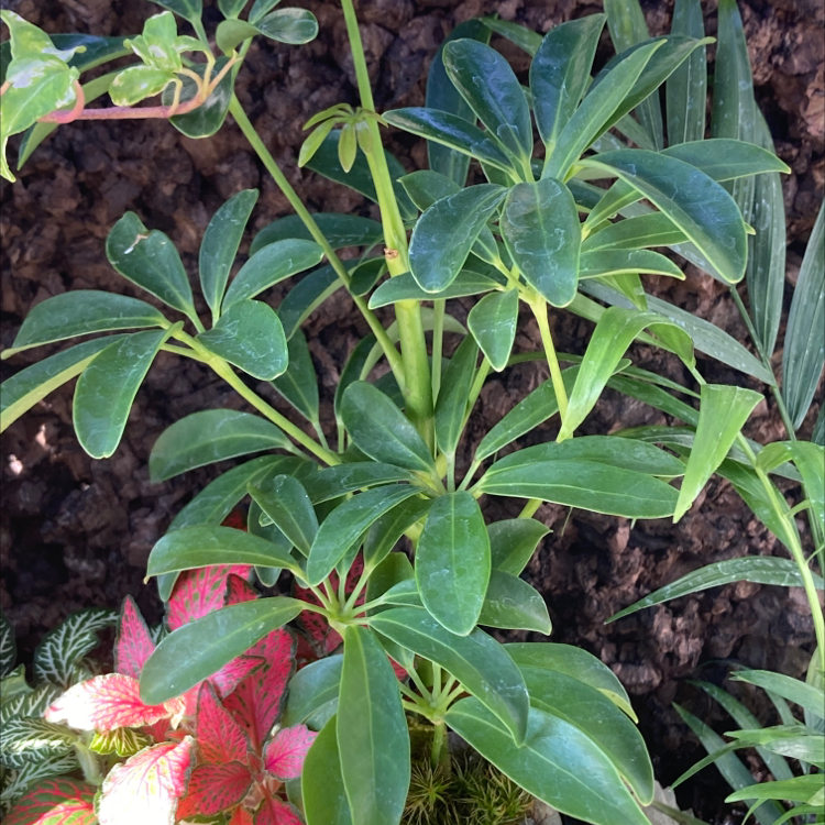 Dwarf Umbrella Tree plant photo by Jaewoong named Your plant on Greg, the plant care app.