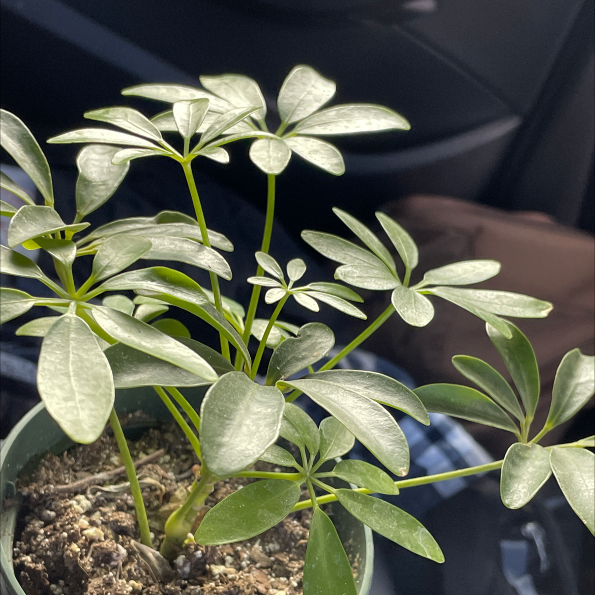Dwarf Umbrella Tree plant photo by @El.oh.el named Leonardo on Greg, the plant care app.