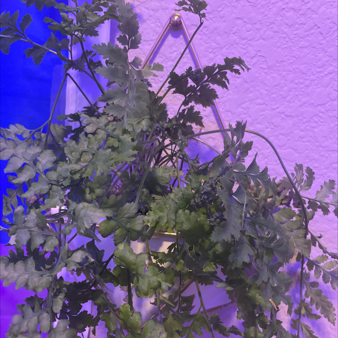 Rumohra Adiantiformis plant photo by @El.oh.el named Ferb on Greg, the plant care app.