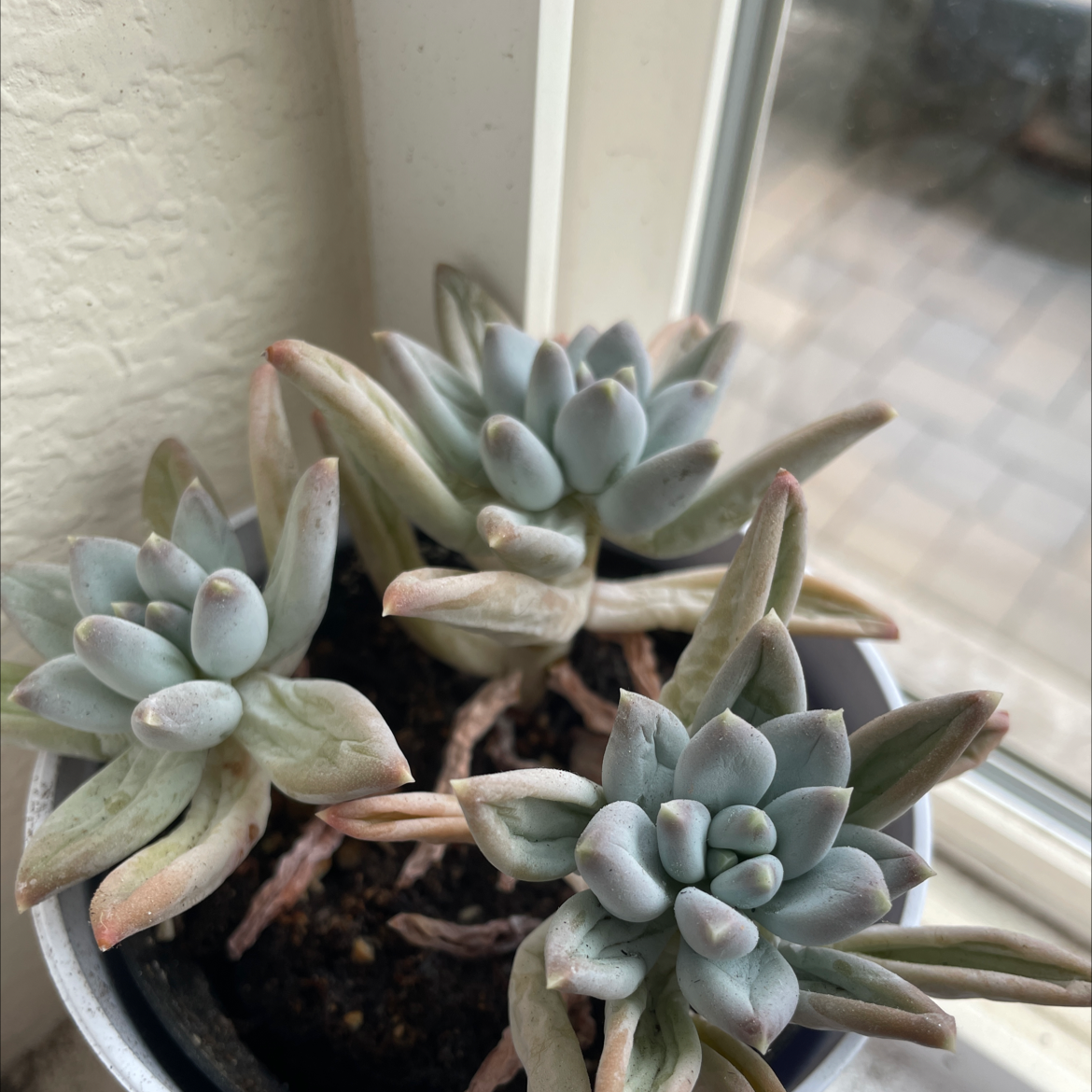 Blue Chalksticks plant photo by @El.oh.el named Darwin on Greg, the plant care app.