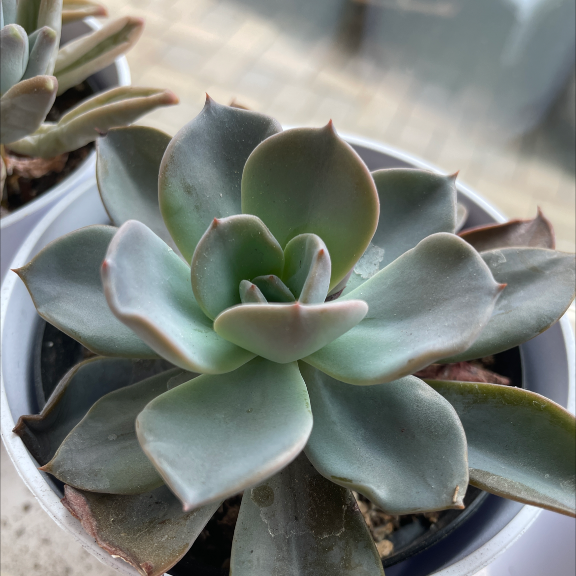Echeveria Elegans plant photo by @El.oh.el named Demi levado on Greg, the plant care app.