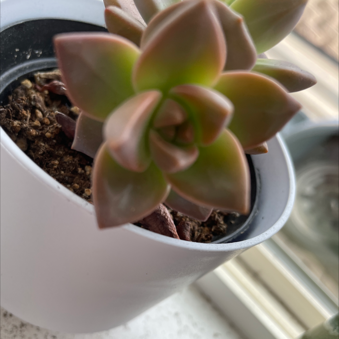 Ghost Plant plant photo by @El.oh.el named Gaga on Greg, the plant care app.