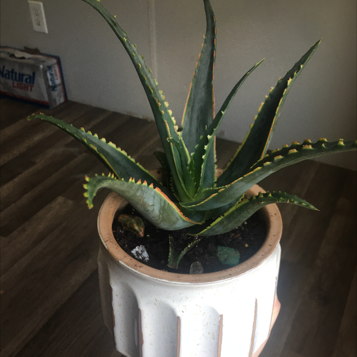 A healthy Aloe 'Swordfish' plant in a pot with visible soil.