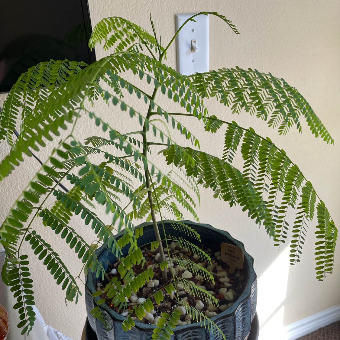 Young Flamboyant Tree (Delonix regia) in a pot with vibrant green leaves.