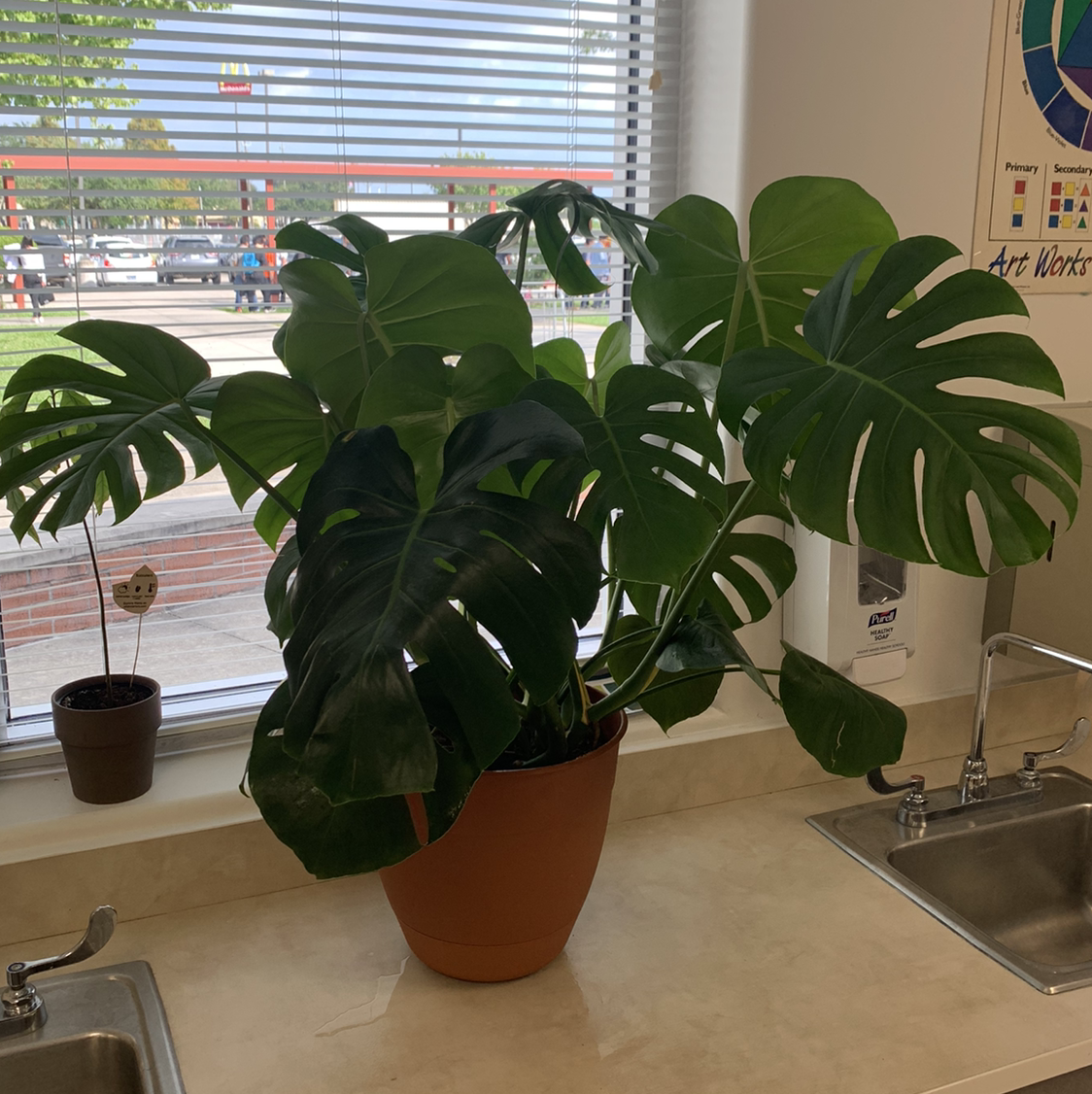 Monstera plant photo by Lindsay named Monstera on Greg, the plant care app.