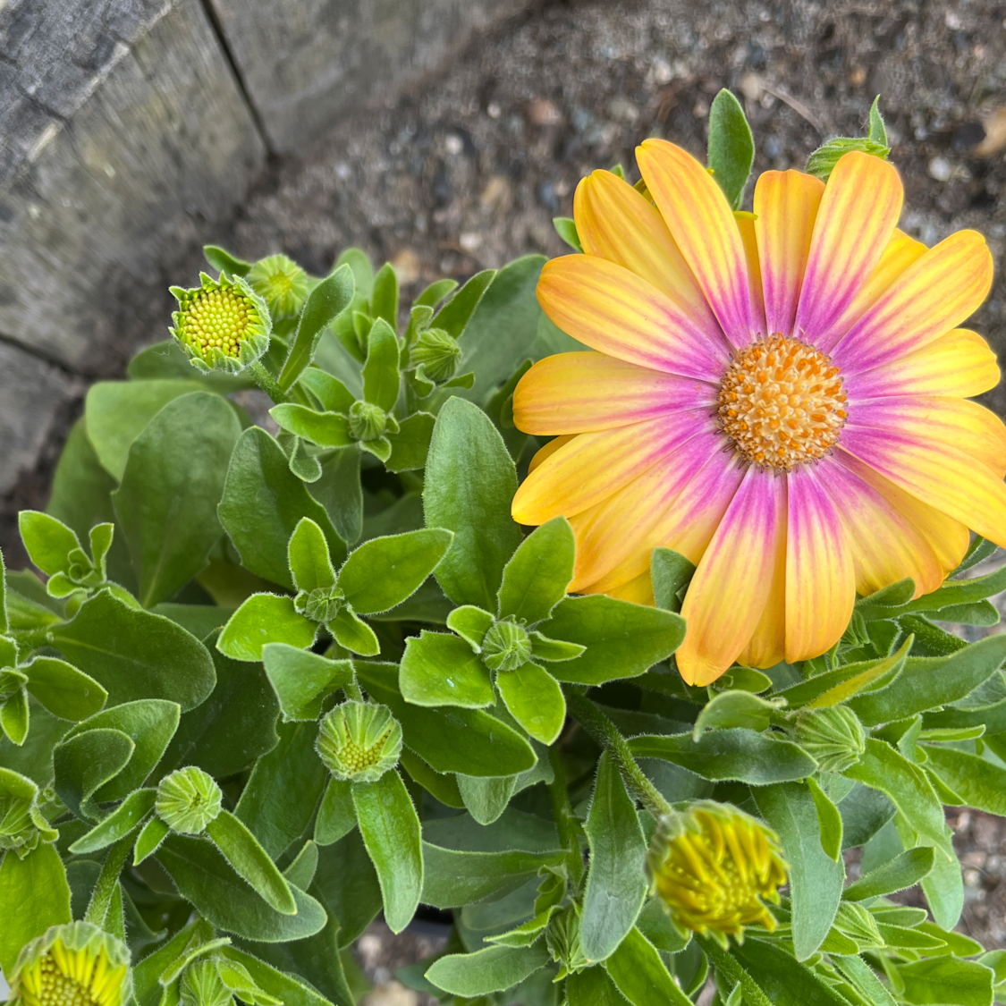 Photo of the plant species Osteospermum 'Margarita Bronze Bicolor' by Alyssa named Lyla on Greg, the plant care app