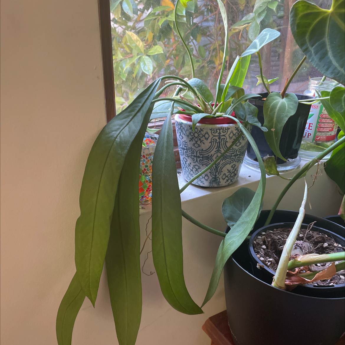 💧 How Much Humidity Does My Anthurium vittariifolium Need?