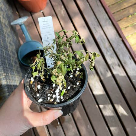 Photo of the plant species Boronia Lutea by Rebecca named Boronia on Greg, the plant care app