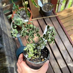 White-Edged Swedish Ivy plant
