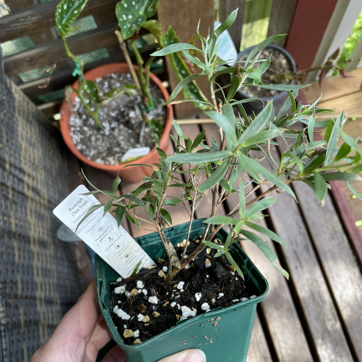 Potted Common Myrtle plant with green leaves, visible soil, and no flowers.