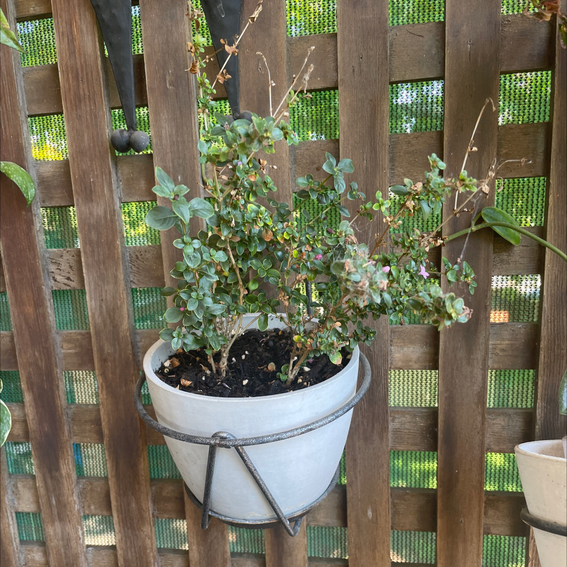 Potted Chinese Fringe Flower plant with some yellowing and browning leaves against a wooden lattice.