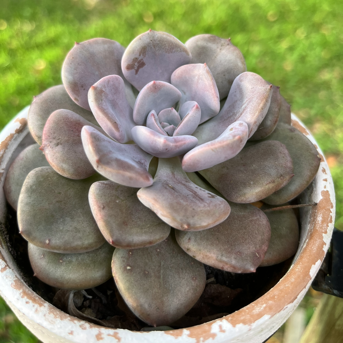 Graptoveria 'Debbie' succulent in a pot, healthy with plump leaves.